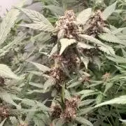 Que venha uma cor linda !