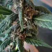 Que venha uma cor linda !