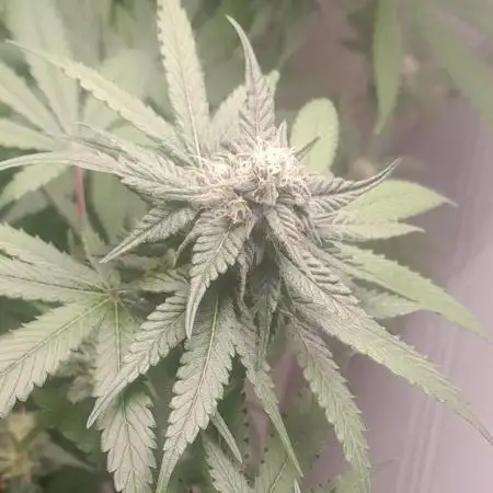 Mais uma da 6 pés Blueberry.