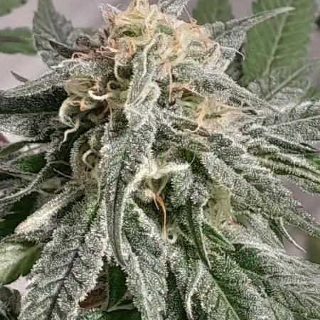 Mais uma da 6 pés Blueberry.