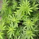 6 pés.  Tangie