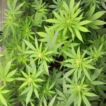 6 pés.  Tangie