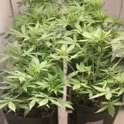 Uma novidade antes do verão chegar.