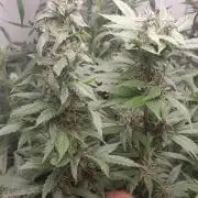 Geneticas da Tropicana