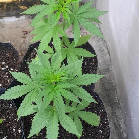 Super Silver Haze - 6 Pés