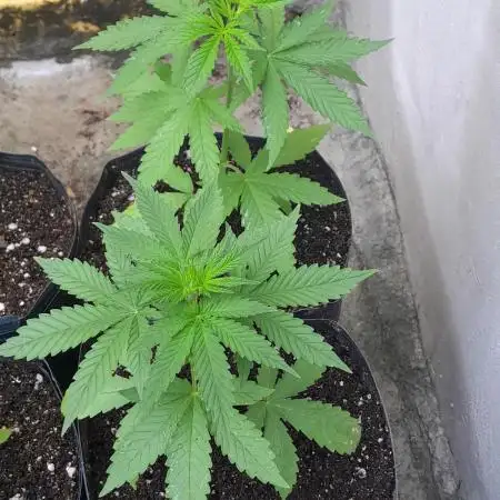 Super Silver Haze - 6 Pés