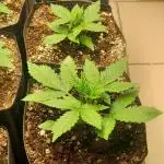 Que venha uma cor linda !