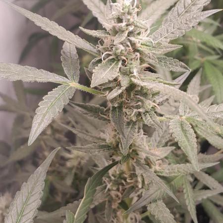 Uma novidade antes do verão chegar.