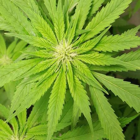 6 pés.  Tangie