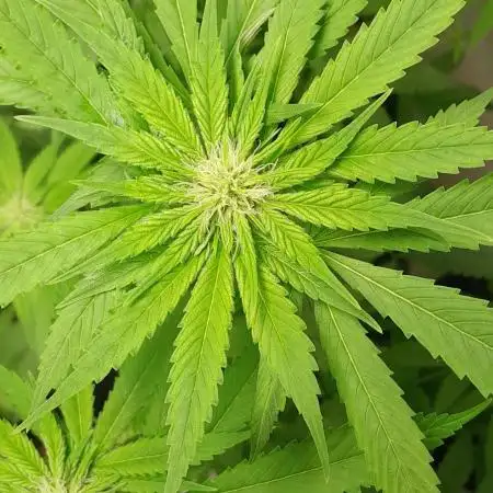 6 pés.  Tangie