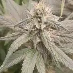 6 pés.  Tangie