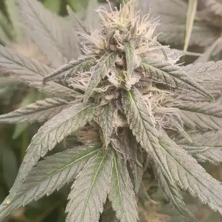 6 pés.  Tangie
