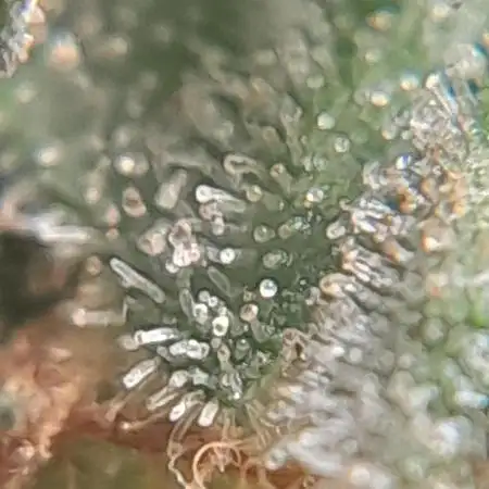 6 pés.  Tangie