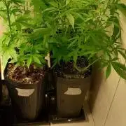 Super Silver Haze - 6 Pés