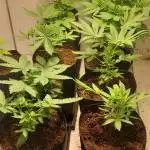 6 pés.  Tangie