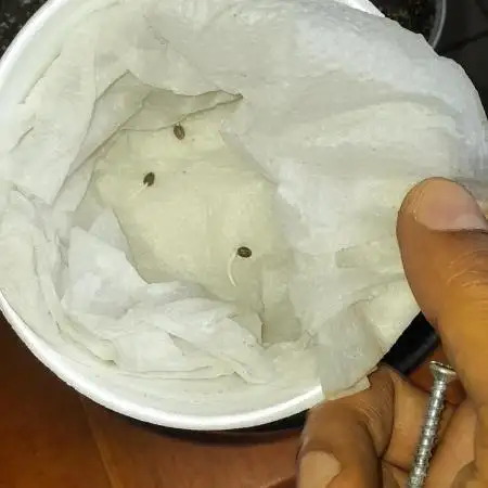 Blueberry das 6 Pés