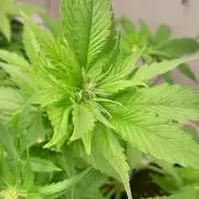 Geneticas da Tropicana