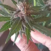 Que venha uma cor linda !