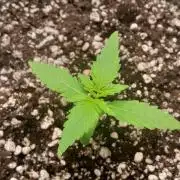 Umas variedade das antigas !