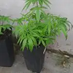 Super Silver Haze - 6 Pés