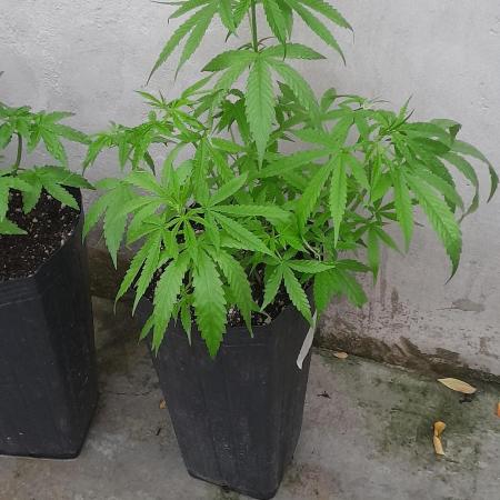 Super Silver Haze - 6 Pés