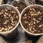 Geneticas da Tropicana