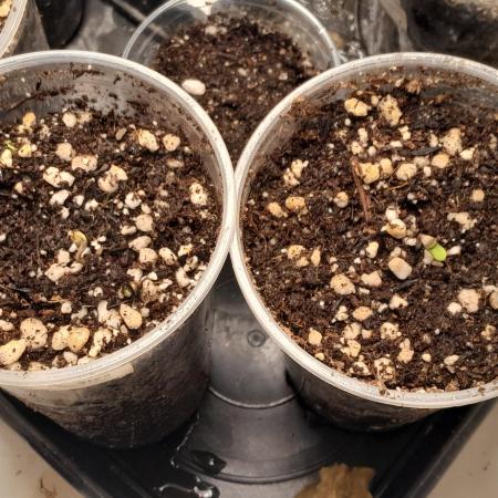 Geneticas da Tropicana