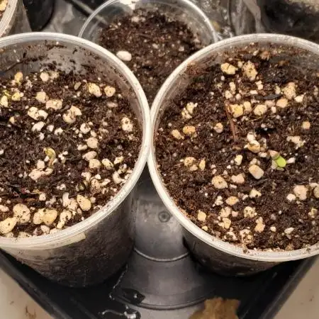 Geneticas da Tropicana