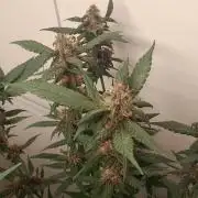 Que venha uma cor linda !