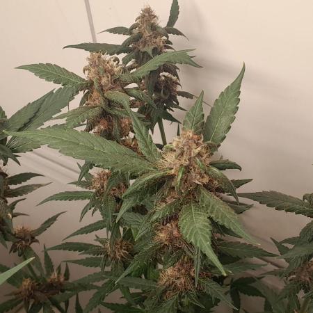 Que venha uma cor linda !