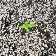 Umas variedade das antigas !