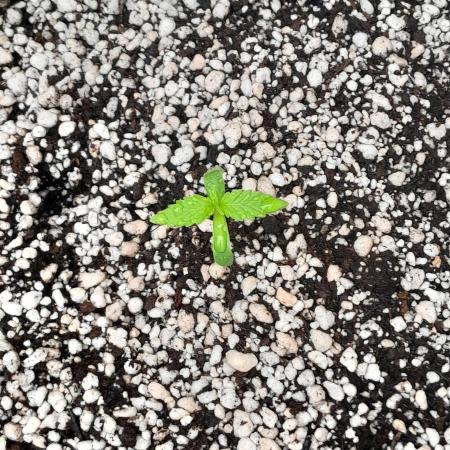 Umas variedade das antigas !