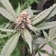 Que venha uma cor linda !