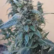 Super Silver Haze - 6 Pés