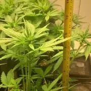 Que venha uma cor linda !