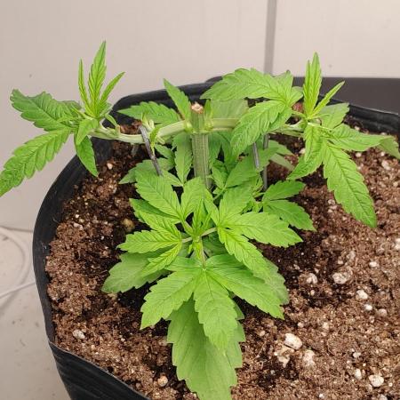 Super Silver Haze - 6 Pés