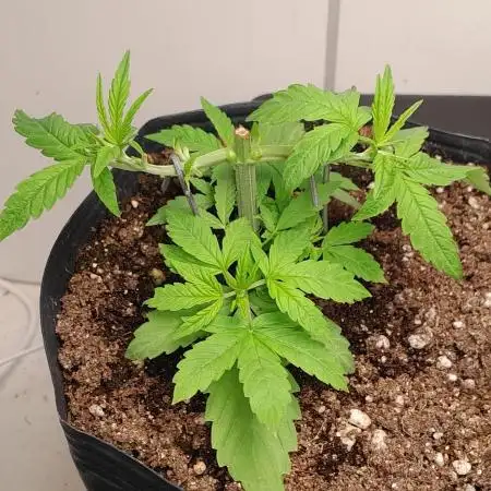 Super Silver Haze - 6 Pés