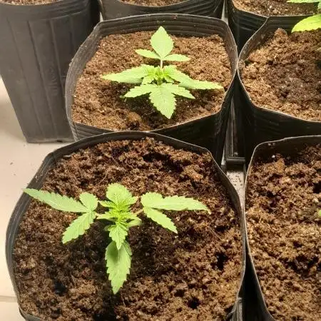 Mais uma da 6 pés BB