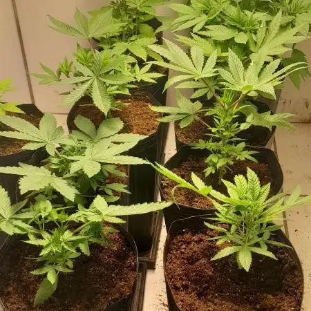 Mais uma da 6 pés BB