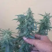 Super Silver Haze - 6 Pés