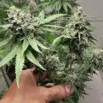 Mais uma da 6 pés Blueberry.