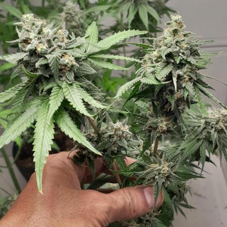 Mais uma da 6 pés Blueberry.