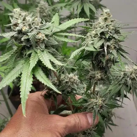 Mais uma da 6 pés Blueberry.