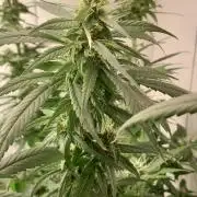 Super Silver Haze - 6 Pés