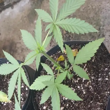 Super Silver Haze - 6 Pés