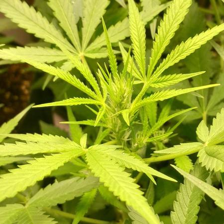 Uma novidade antes do verão chegar.