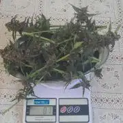 Que venha uma cor linda !