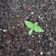 Genéticas da Green Poison