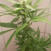 Geneticas da Tropicana