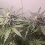 Mais uma da 6 pés Blueberry.